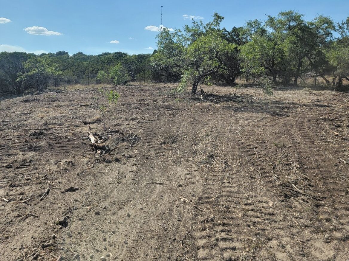 Cleared ground marked with equipment tracks and a few trees left standing