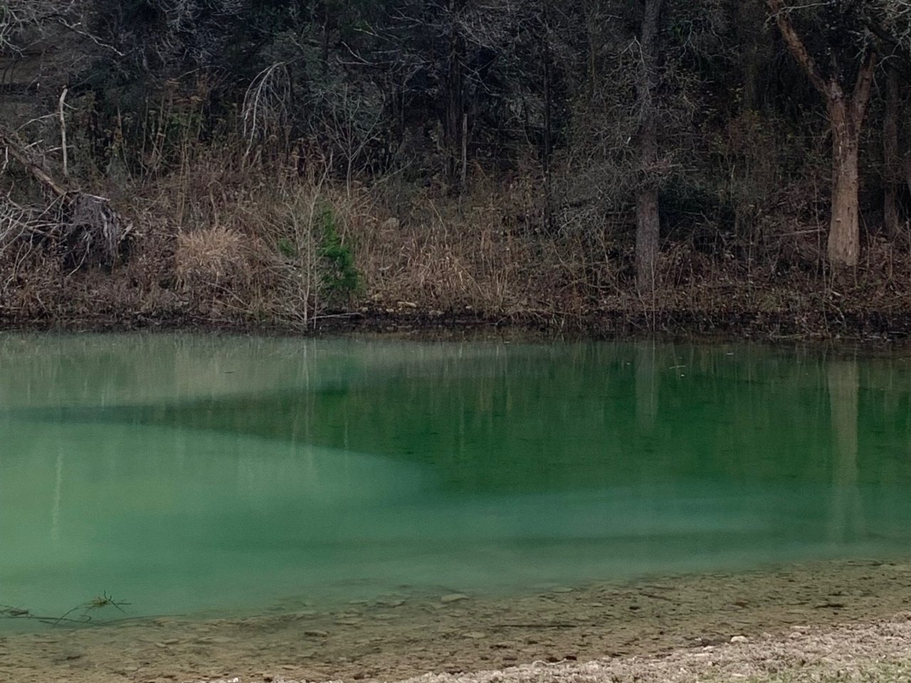 Bank above the water choked with brush and tangled undergrowth