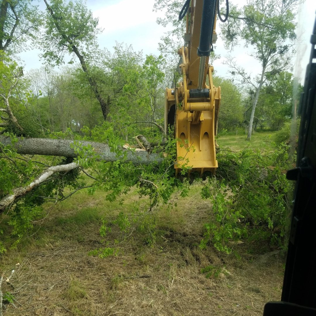 Excavator grapple lifting a felled tree, seen from inside the cab