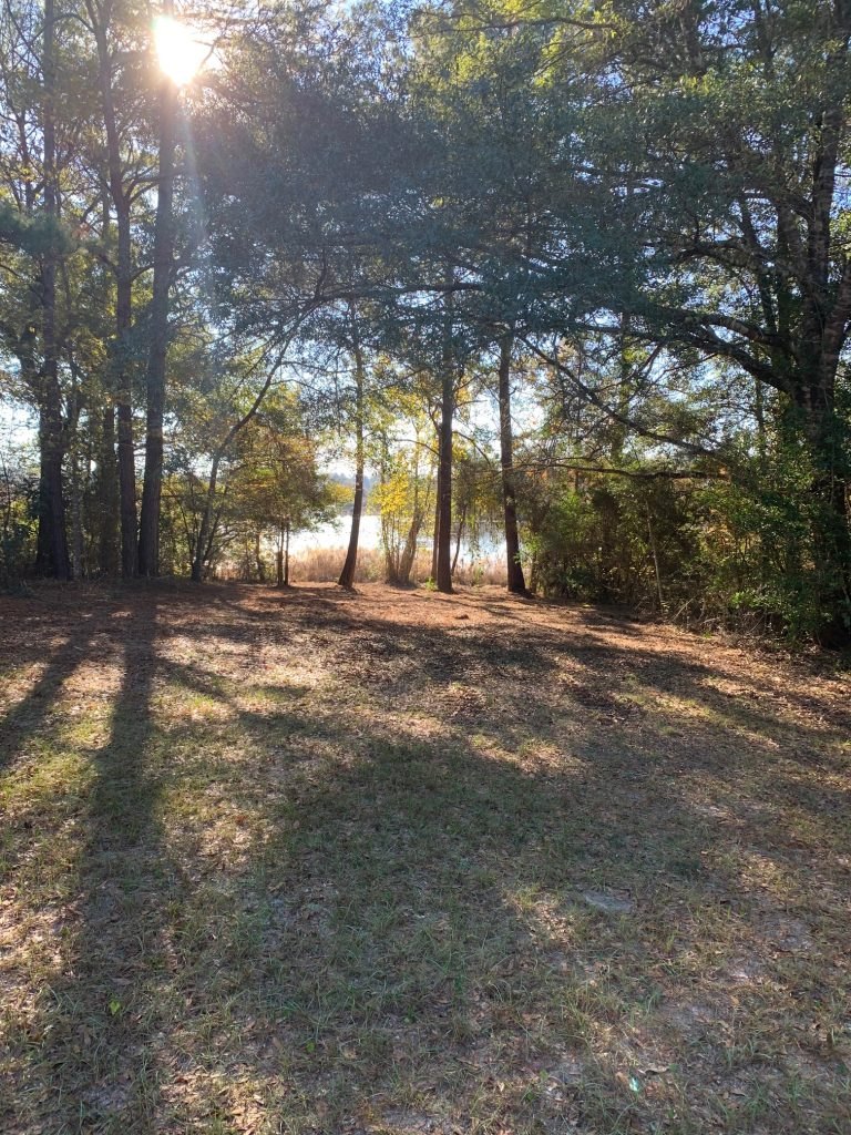 Cleared, grassy ground under tall pines, with water showing through the trees beyond