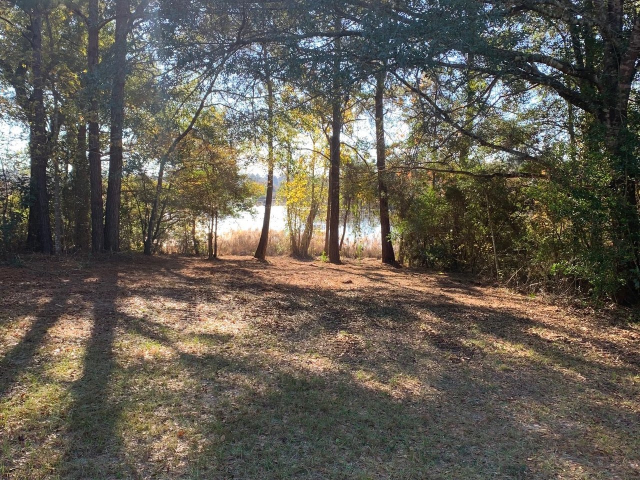 The same stand after clearing, with the tall trees standing, open ground and sunlight reaching the water beyond