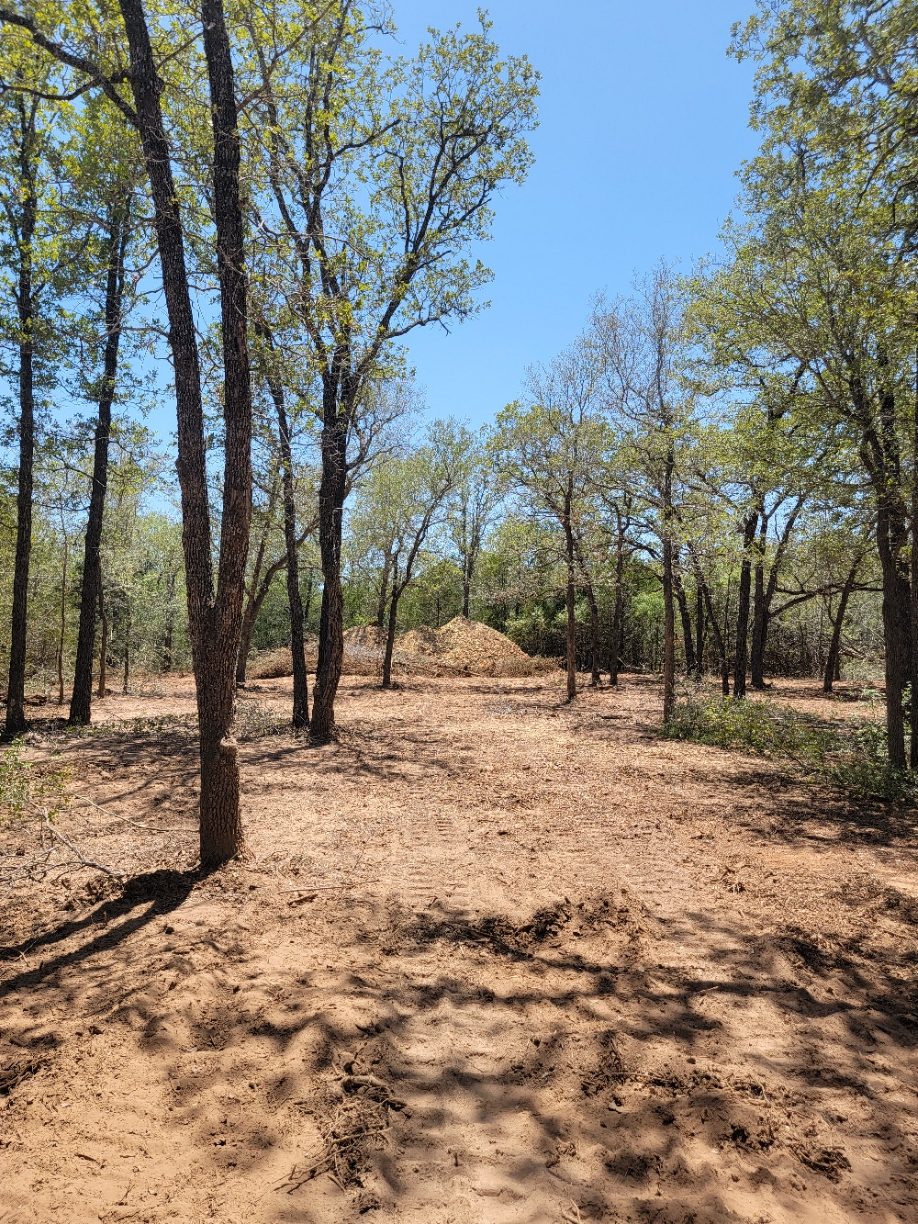 Woodland cleared of brush, with bare ground between the remaining trees