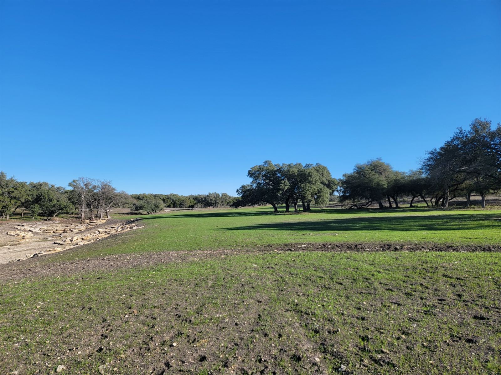 Restored pasture under mature oaks